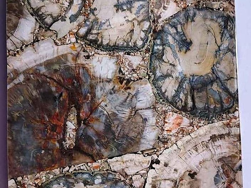 Petrified Wood