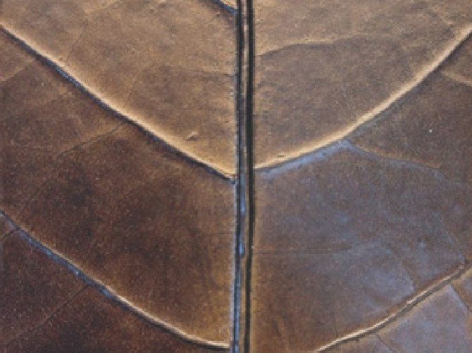 Tobacco Leaf