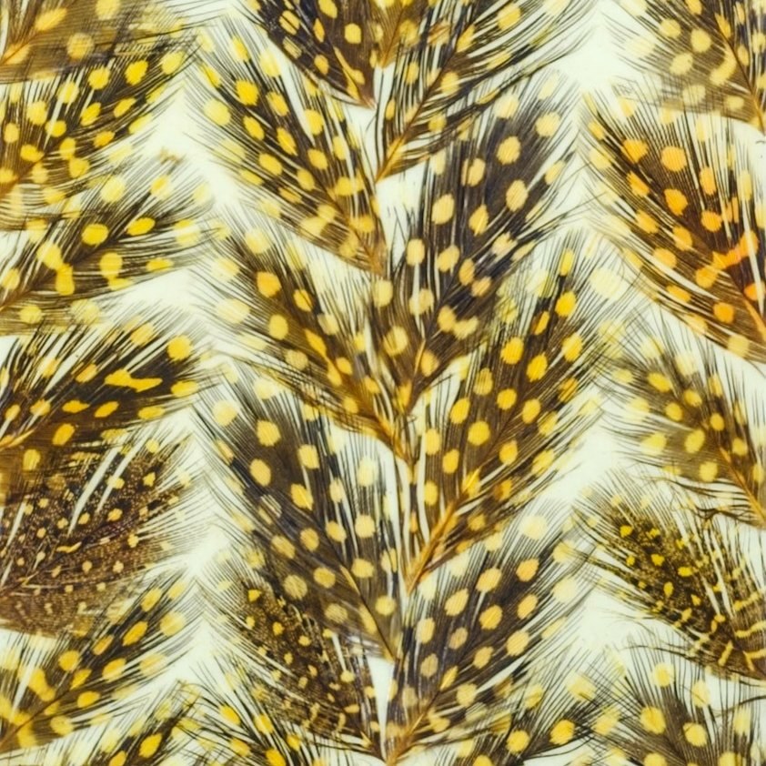 Golden guinea fowl feather