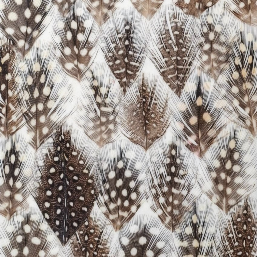 Bird feather