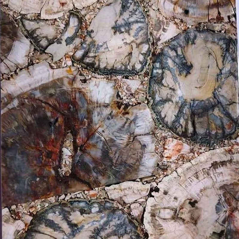 Petrified wood stone slab